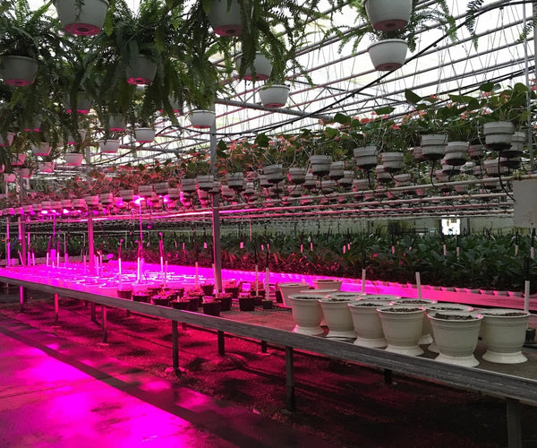 How to Use LED Grow Lights for Indoor Plants? – Wnkrs