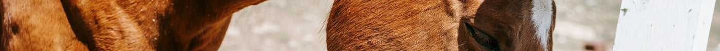 Streamline Your Horse's Nutrition: The Benefits of Using Feeding Bags for Equine Care