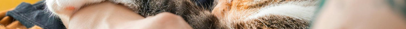 Early Warning Signs: When to Take Your Cat to the Vet for a Health Check