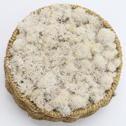 Artificial Eternal Life Moss - Wnkrs