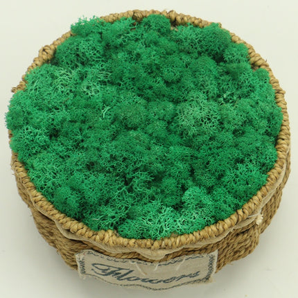 Artificial Eternal Life Moss - Wnkrs