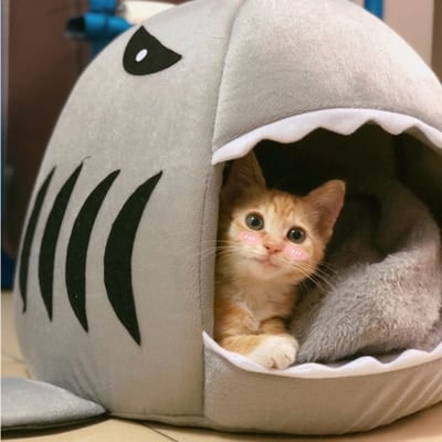 Cute Shark Shaped House - wnkrs