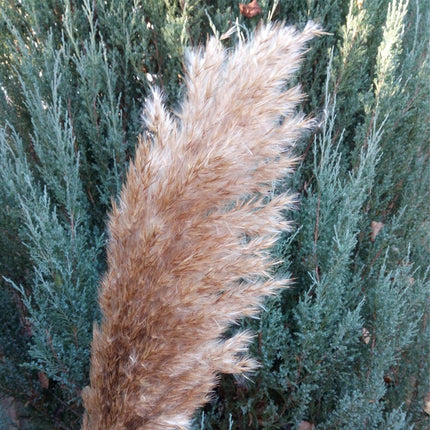 Set of Natural Dried Pampas Grass Bunches - wnkrs