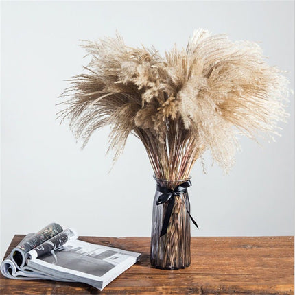 Set of Natural Dried Pampas Grass Bunches - wnkrs