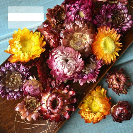 Natural Flower Petals - wnkrs