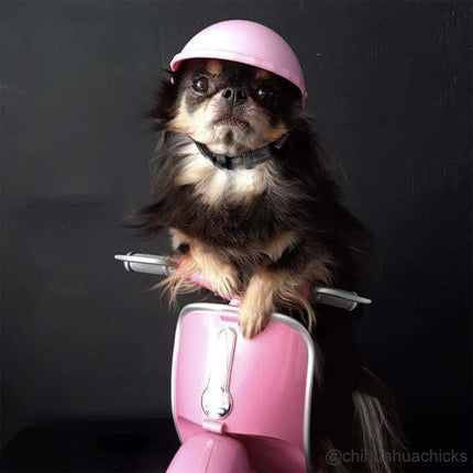 Small Pet Helmet and Sunglasses - wnkrs