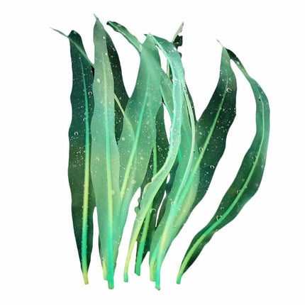 Artificial Seaweed Aquarium Decor - wnkrs