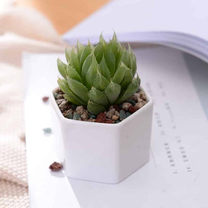 Geometric White Ceramic Plant Pot - wnkrs