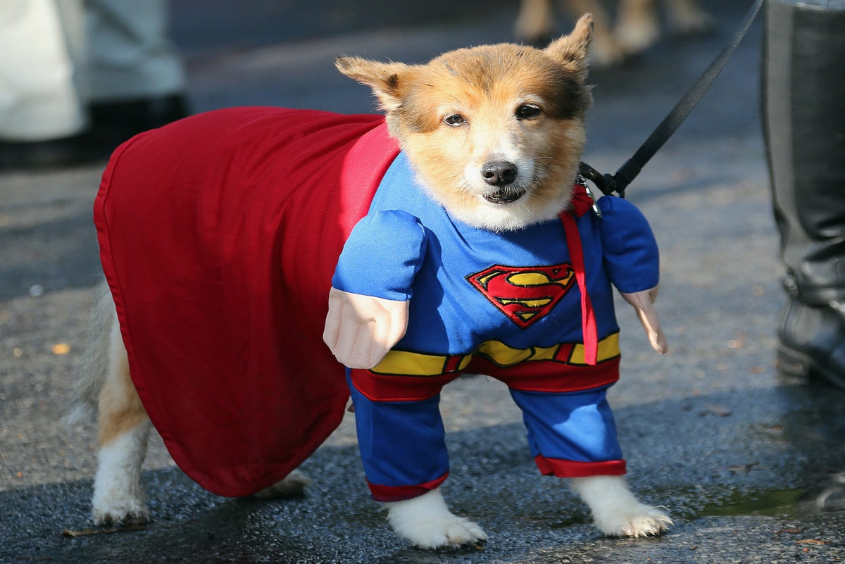 Dressing Up Your Pet