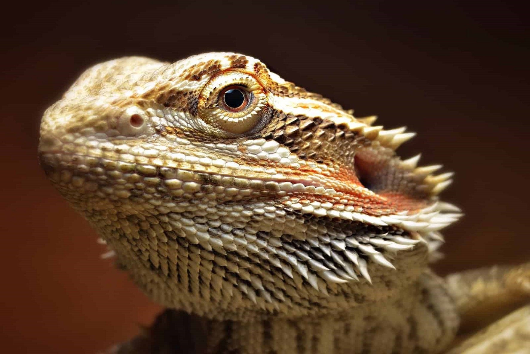 Bearded-dragon