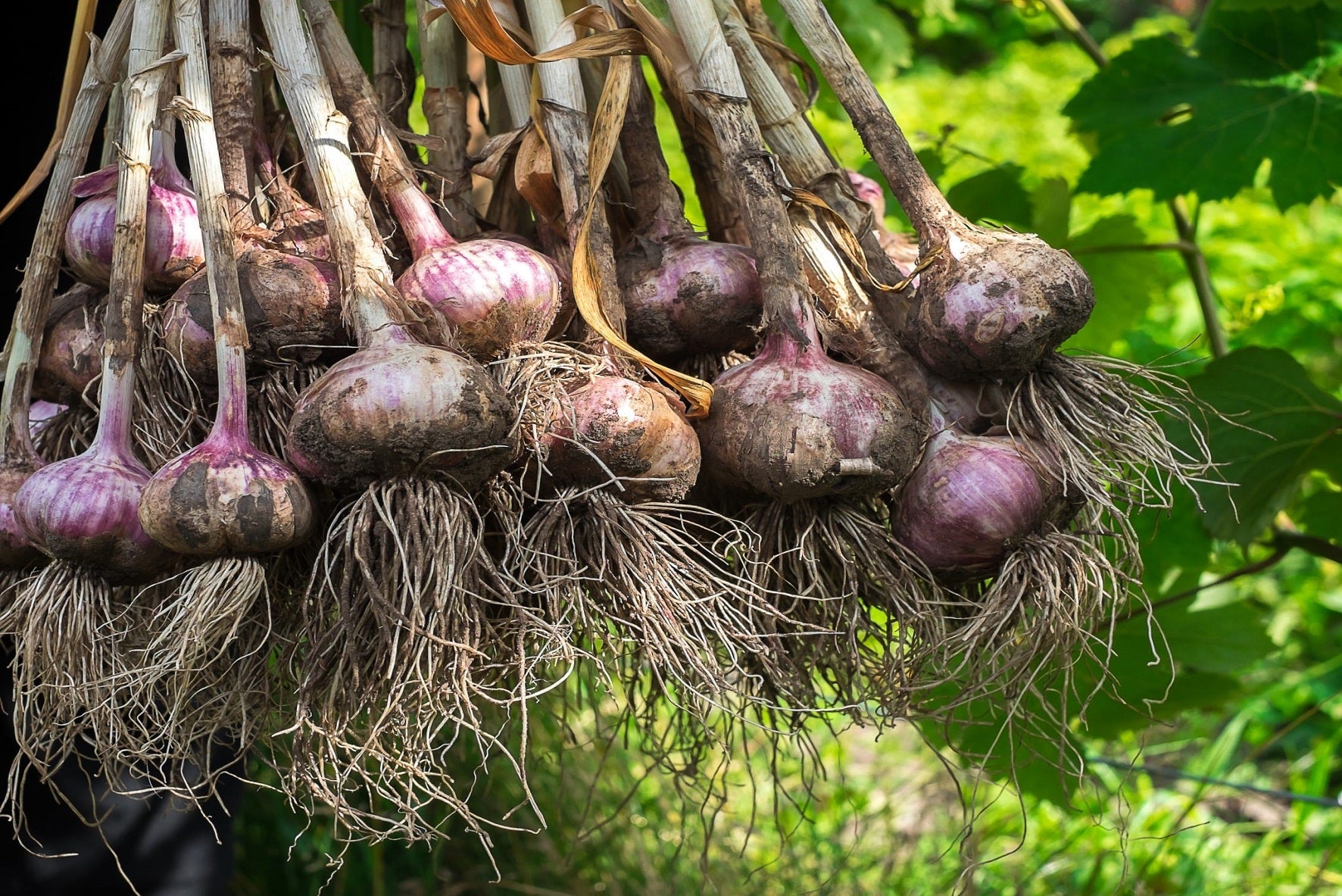 10 Ways to Use Garlic in the Garden