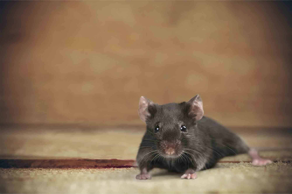 Quick Guide for Small Pet Care