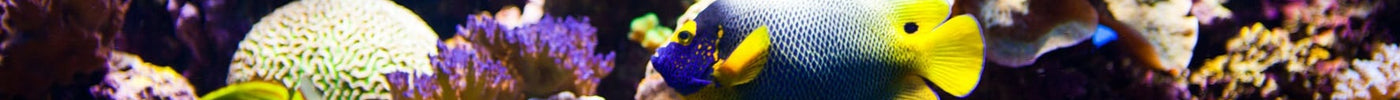 How to Set Up a Saltwater Aquarium?