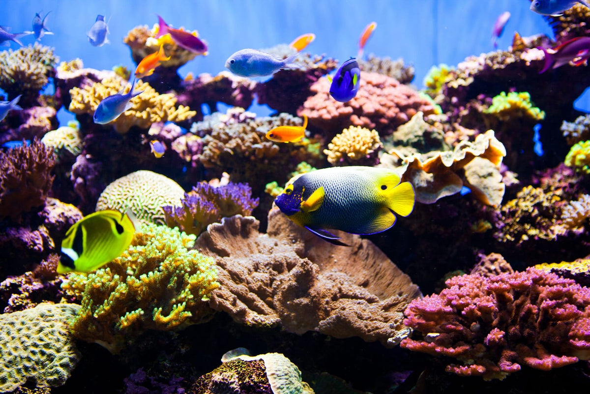 How to Set Up a Saltwater Aquarium?