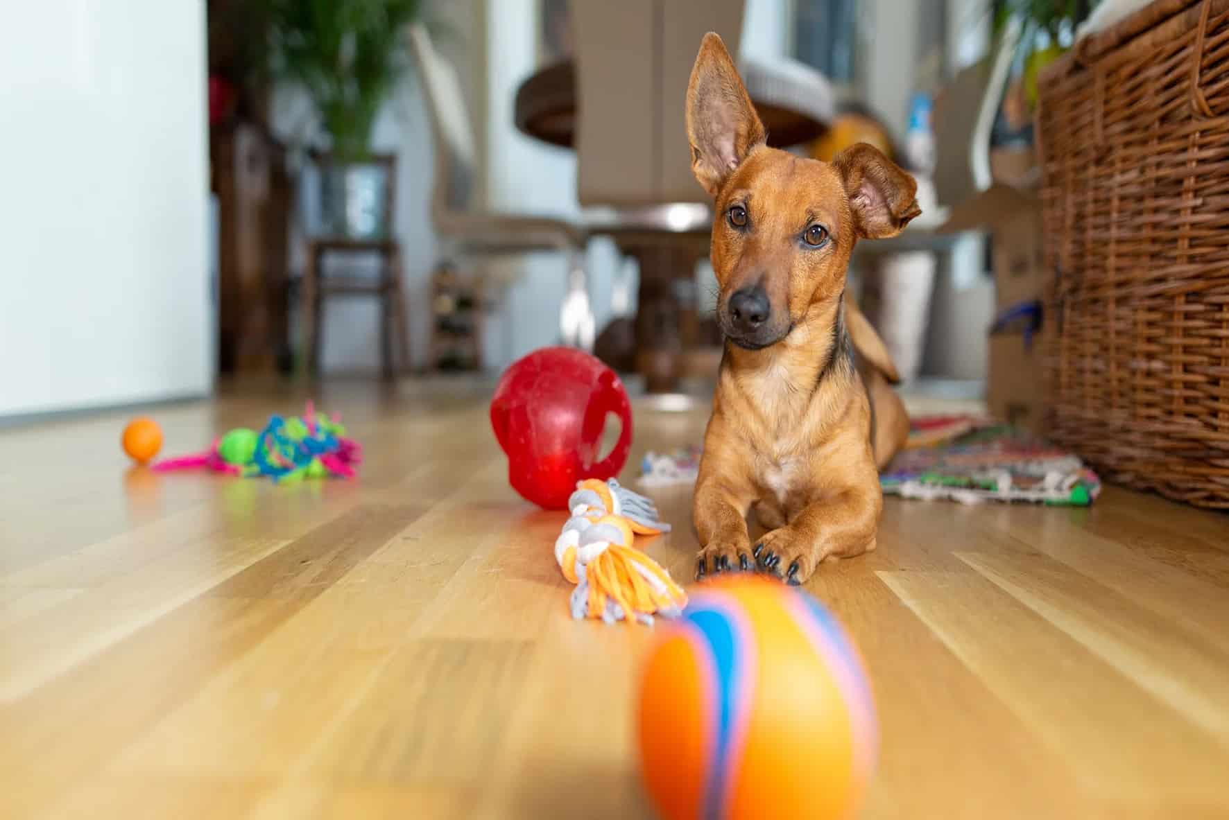 The Best Electronic Pets for When You Don’t Want to Raise a Real One