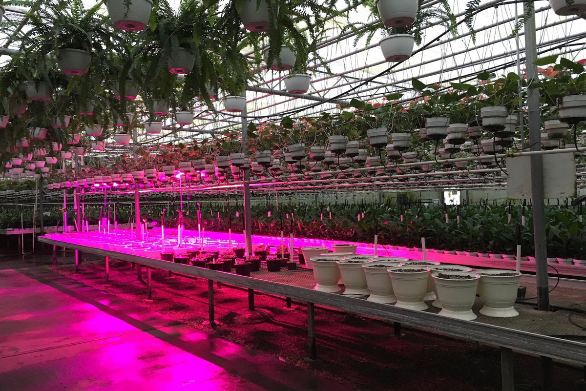 LED Light