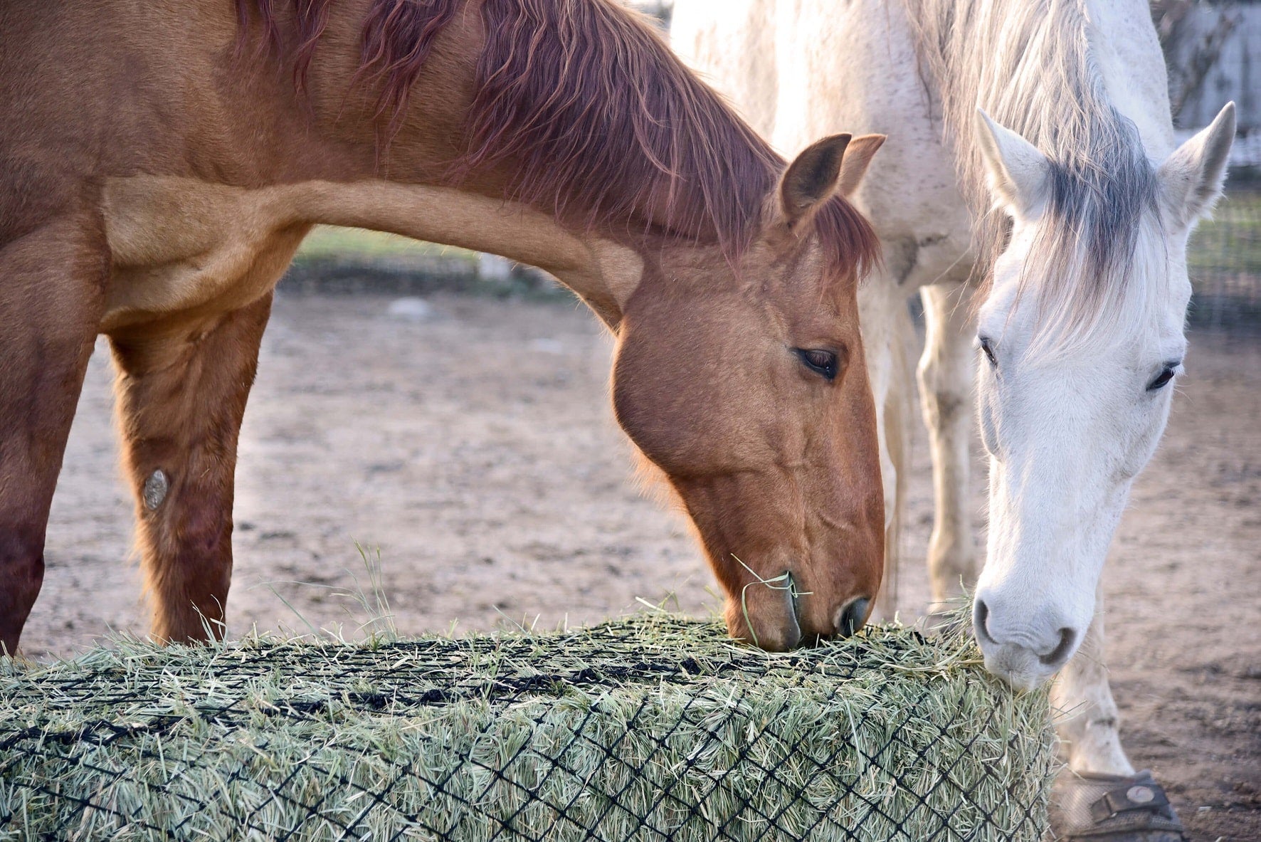 How Slow-Feed Hay Nets Benefit Your Horse