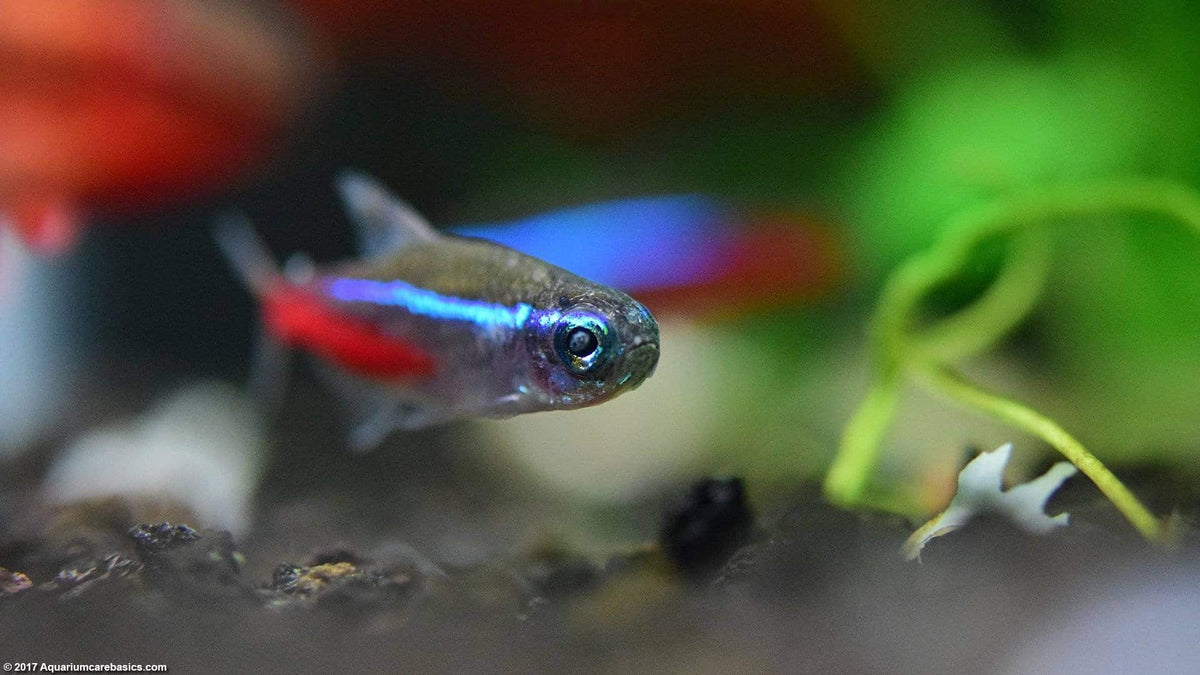 10 Key Tips to Keeping a Healthy Aquarium
