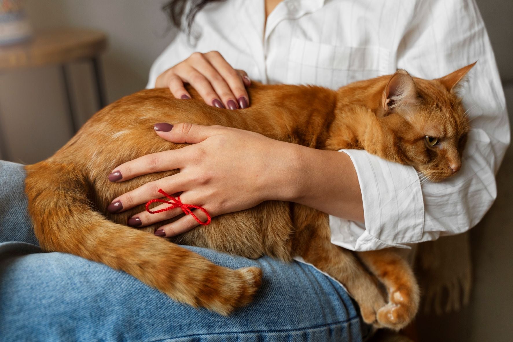 What to Do If Your Cat Is Pregnant: A Guide for Cat Owners