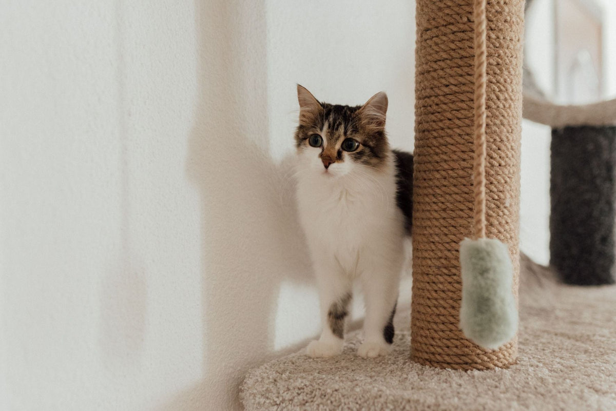 Why Cat Scratcher Shape Matters: Vertical, Horizontal and Angled Designs Explained