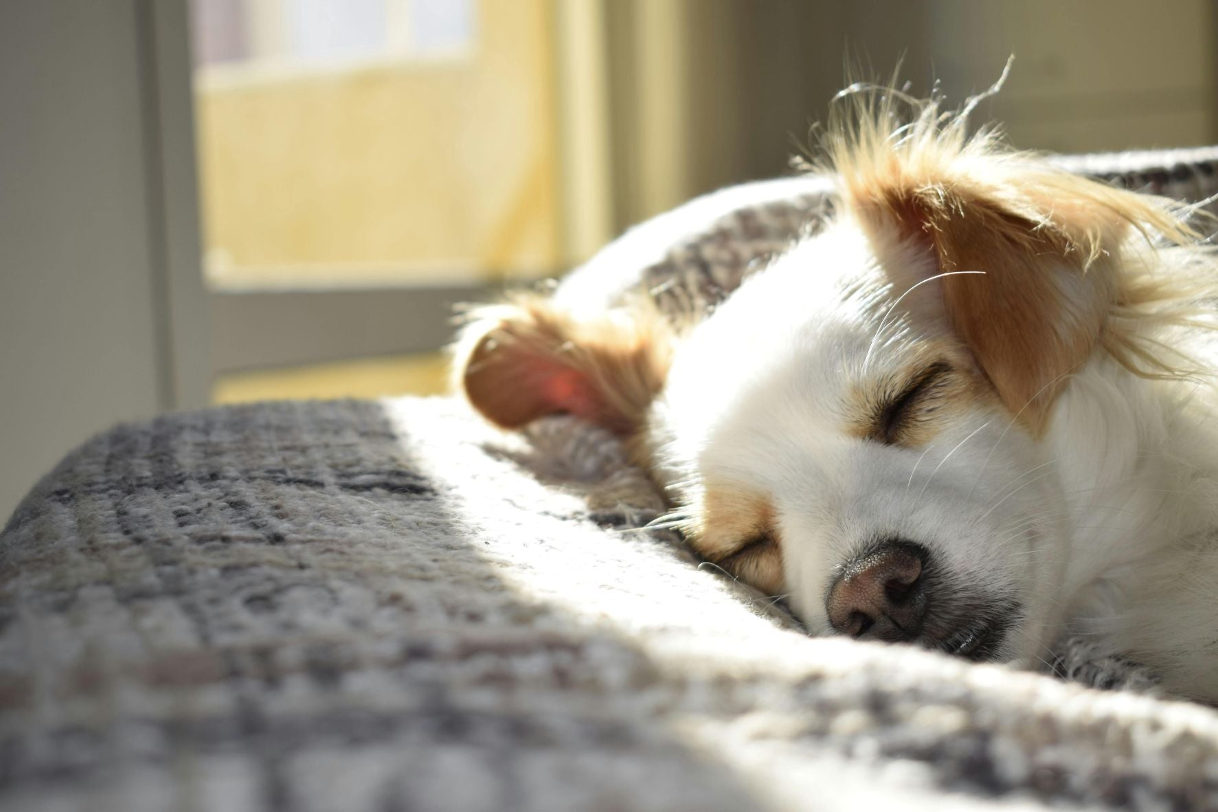 How to Set Up a New Home for Your Puppy: Essential Tips and Guide