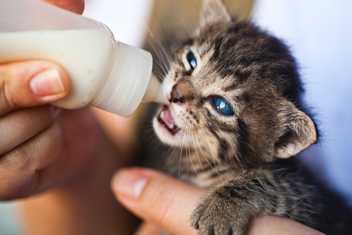 Why small animal supplies are necessary for pet care?