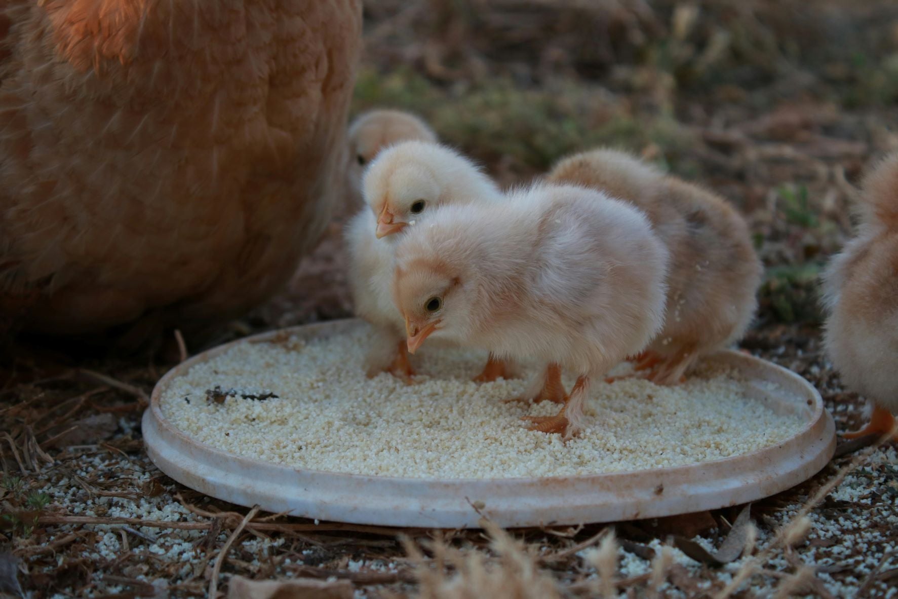 Feathered Guardians: your Handbook to Caring for Farm Chickens