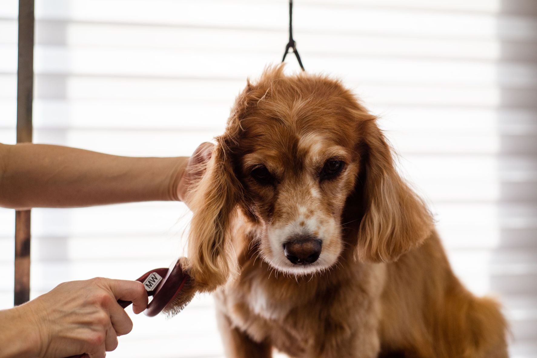 Seasonal Coat Care: Why Grooming Needs Change Throughout the Year