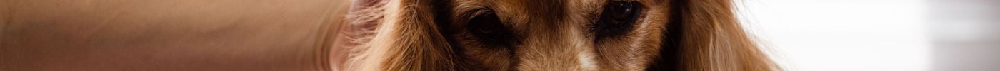 Seasonal Coat Care: Why Grooming Needs Change Throughout the Year