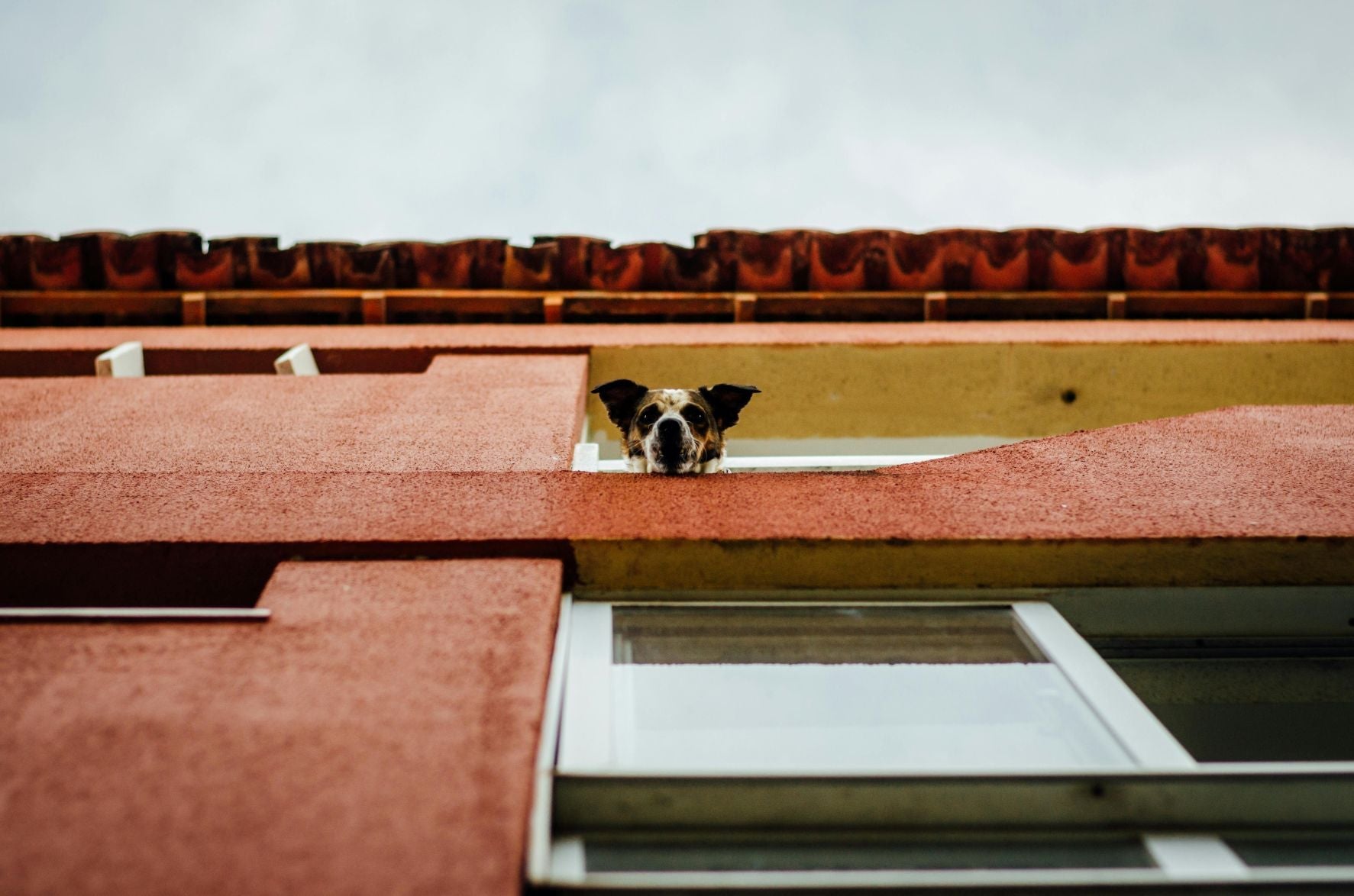 "How to Create a Pet Apartment in Your Home: A Cozy Space for Your Furry Friend"