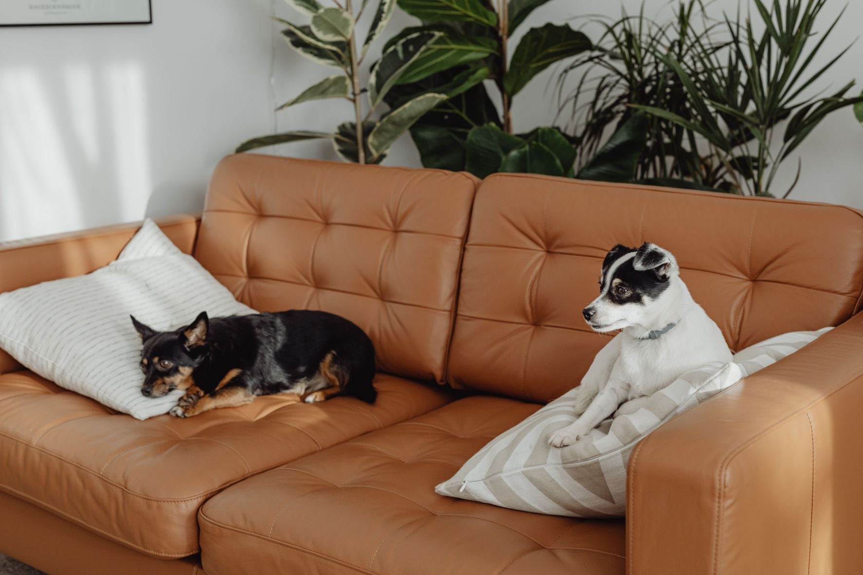 How Pet-Friendly Home Design Is Influencing Modern Interiors