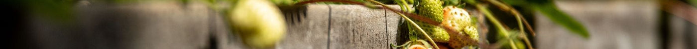 The Rise of Edible Landscaping: Growing Food Without Sacrificing Curb Appeal