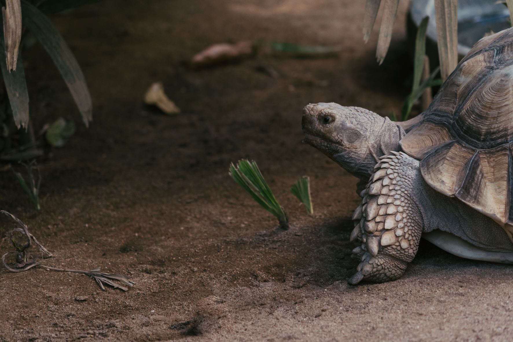 Pet Amphibians: A Fascinating and Unique Addition to Your Home