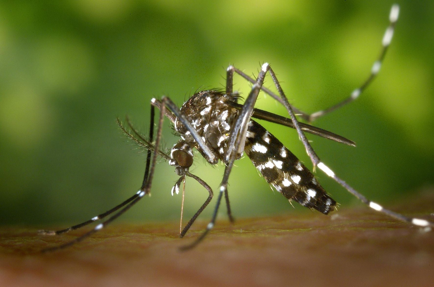 Diseases Spread by Mosquitoes: Types, Symptoms, and Prevention Tips