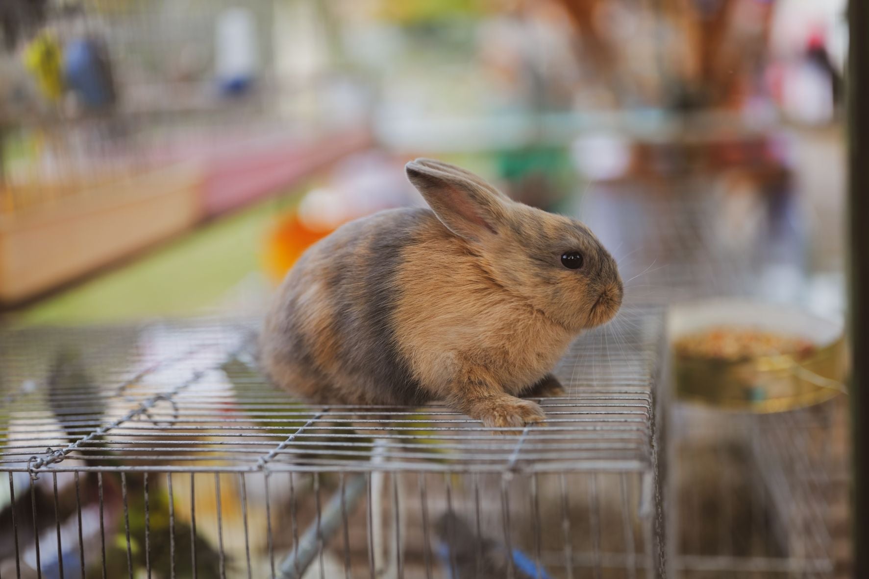 Beyond the Cage: How Habitat Design Influences the Behavior of Small Pets