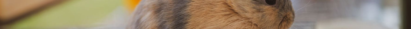 Beyond the Cage: How Habitat Design Influences the Behavior of Small Pets