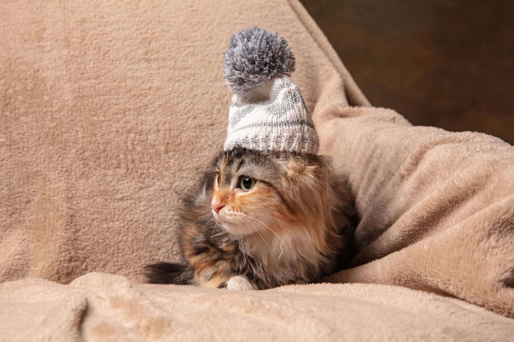 Purr-fectly Stylish: A Guide to Cat Clothing and Feline Fashion Trends