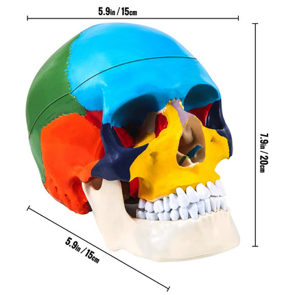 1:1 Detachable 8 Parts Human-Skull Model - Wnkrs