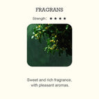 FRAGRANS / 100 ML