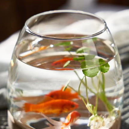 Élégant aquarium de bureau en verre