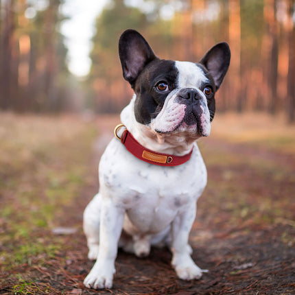 Collar ajustable de nailon suave y acolchado para perros pequeños y medianos