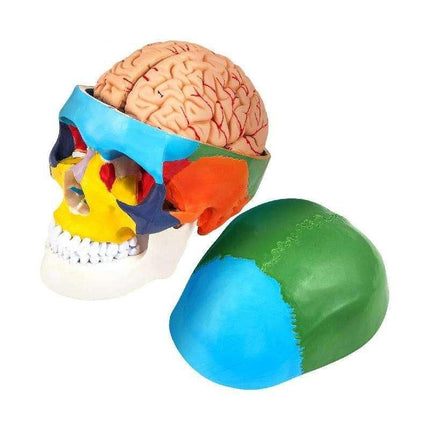 1:1 Detachable 8 Parts Human-Skull Model - Wnkrs