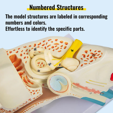 5X Enlarged Human Ear Anatomy Model - Wnkrs