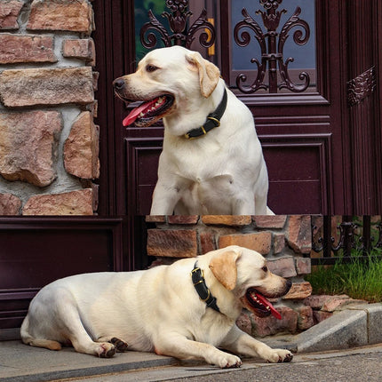 Collar de cuero genuino para perros, duradero y ajustable para perros pequeños y grandes