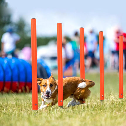 Outil d'agilité portable pour saut de chien