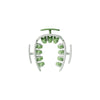 Green and White