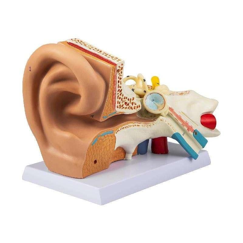 5X Enlarged Human Ear Anatomy Model