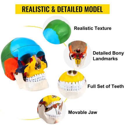 1:1 Detachable 8 Parts Human-Skull Model - Wnkrs