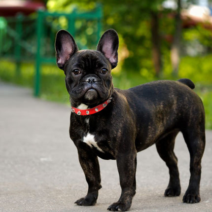 Collier pour chien en cuir à pointes