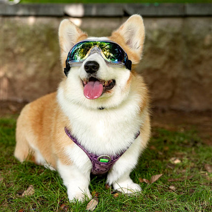 Gafas de sol para perros resistentes al viento y a los rayos UV, ajustables, para perros medianos y grandes